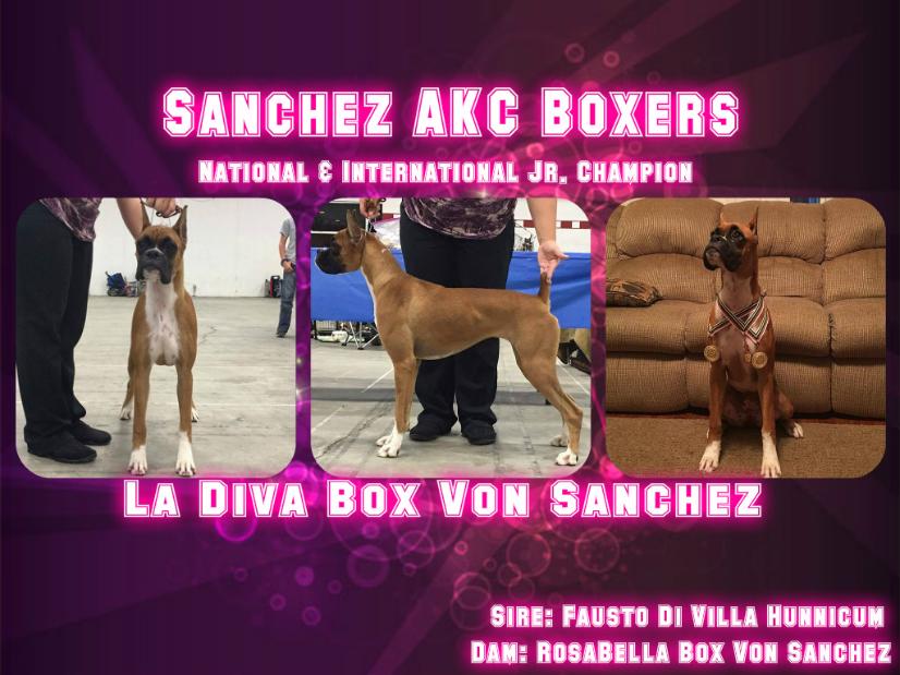 La Diva Box Von Sanchez 